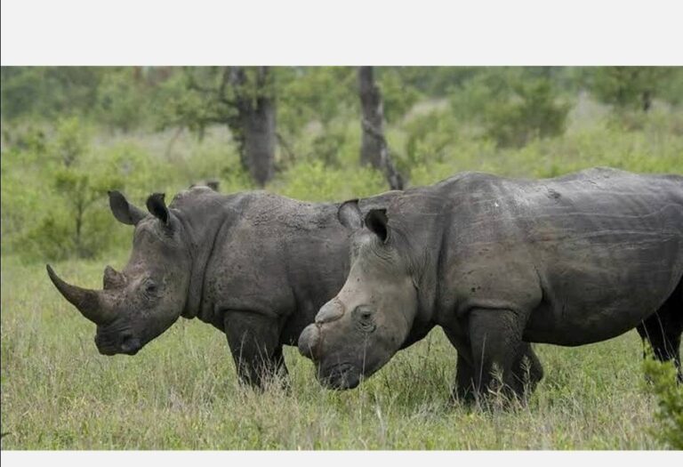 Uhuru Must Step Up To Tackle Rhino Poaching