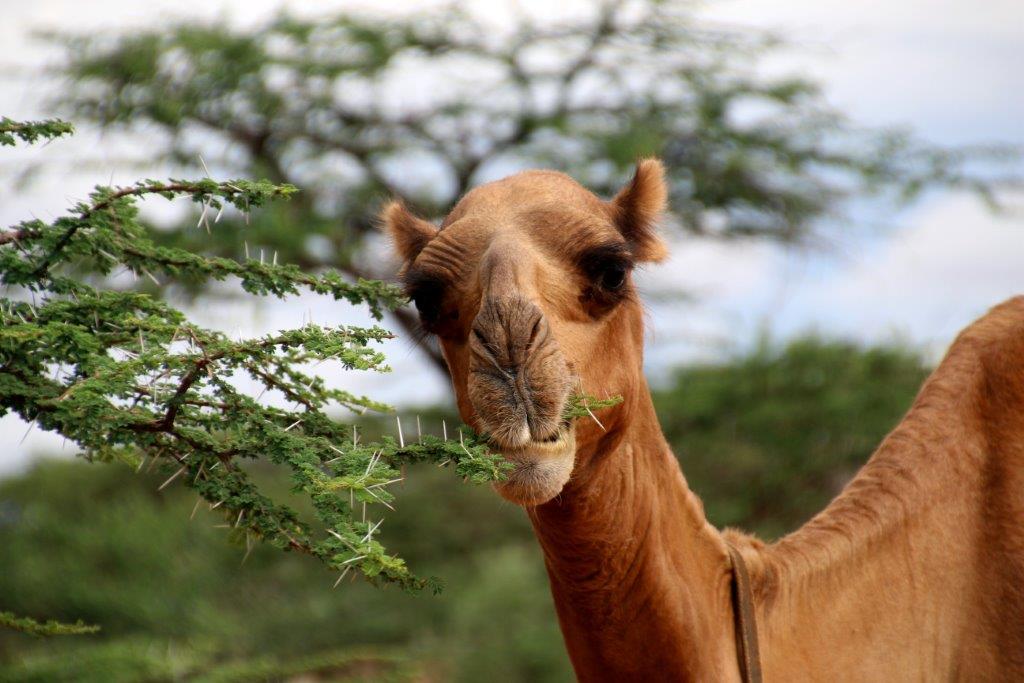 Happy camel