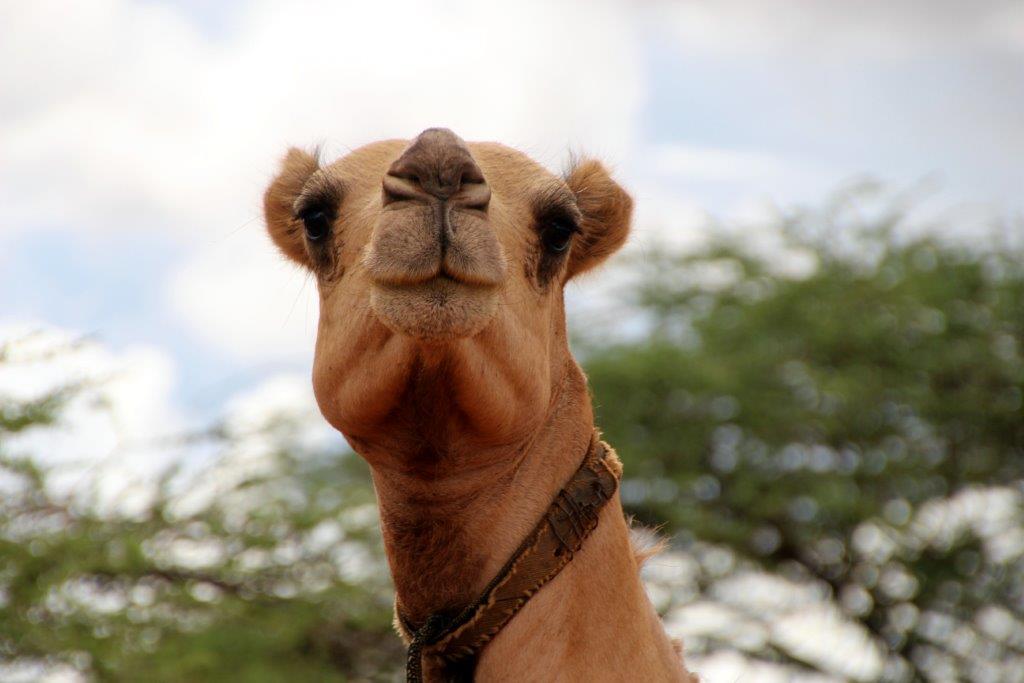 Happy camel