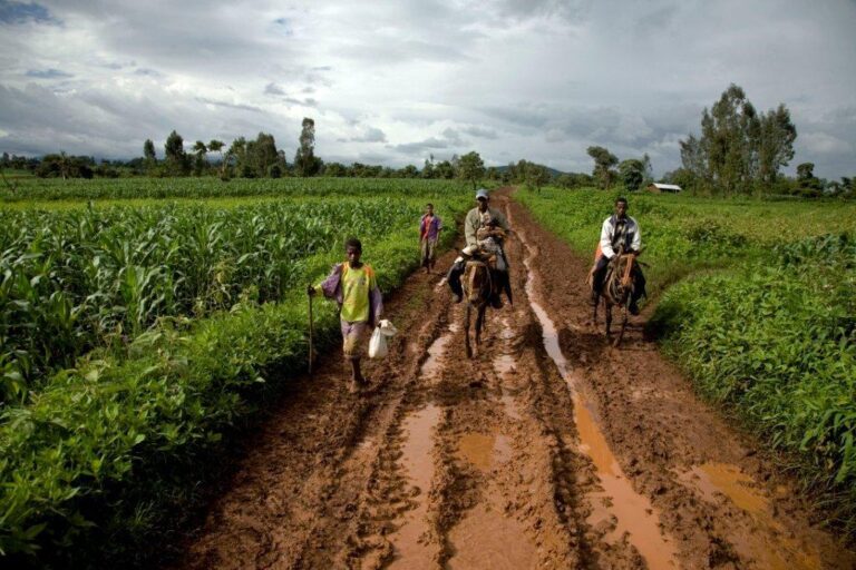 Flower farms in ancestral Ethiopia: a choice between large or small