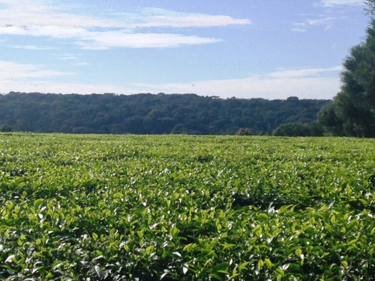 The bathroom of Kenya in trouble: will climate change destroy Kenya’s tea?