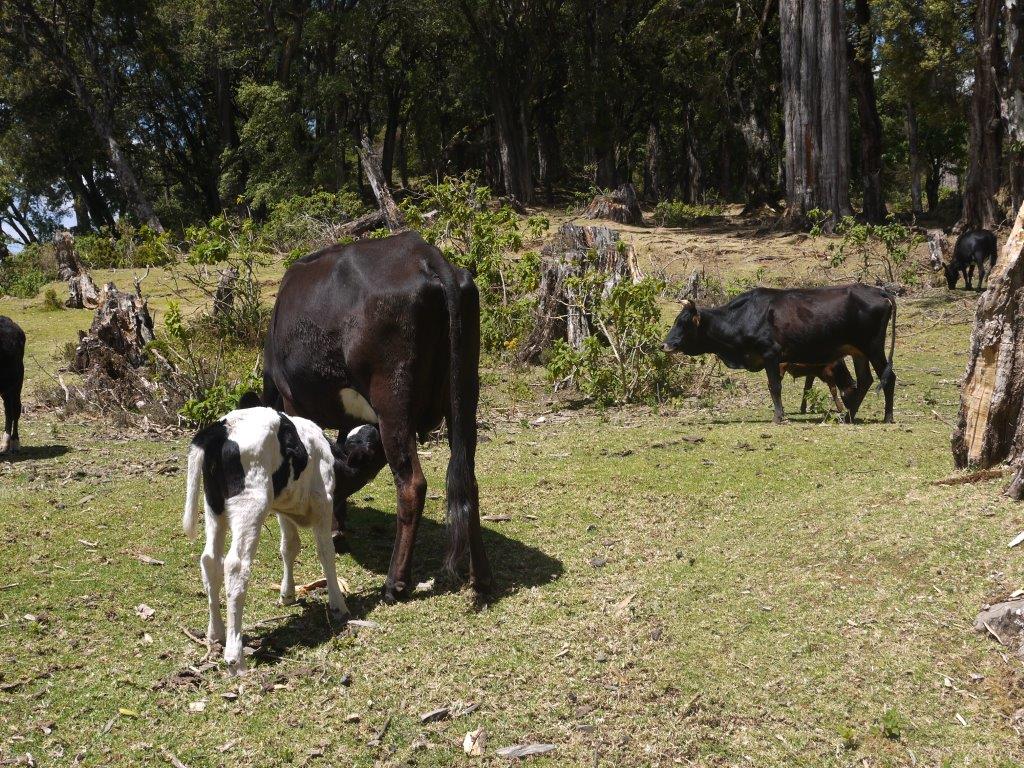 cows in the forest