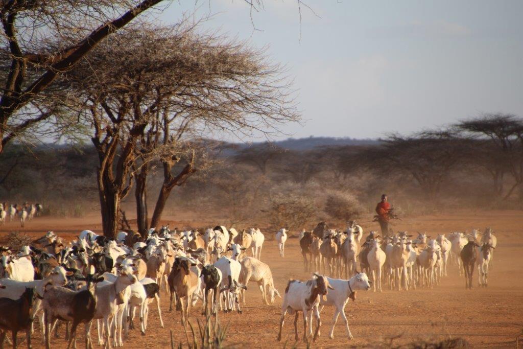 Resim in Samburu area