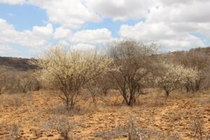 Drought in Samburu district(Koert Lindijer)