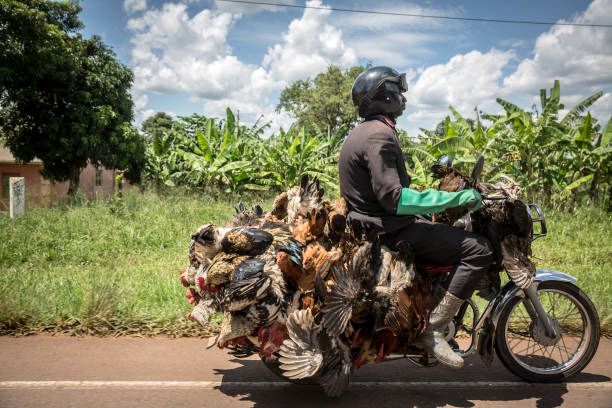 Boda bodas may drive you mad, but they have become a necessity